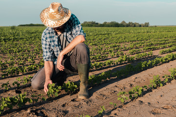 Farmer working on soybean plantation, examining crops development