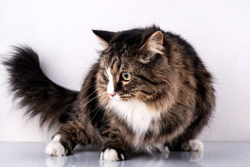 Domestic cat on a white background.