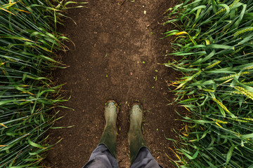 Farmer in rubber boots walking through muddy wheat field