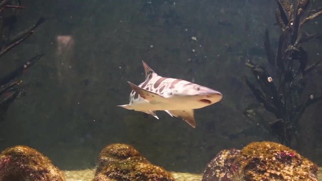 closeup of a leopard shark swimming in the water, popular specie of houndsharks, tropical fish from the pacific coast of America
