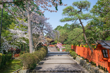 京都　建勲神社の桜