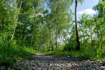 Image of trail through forest with birch trees