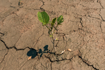 Single soybean plant in field