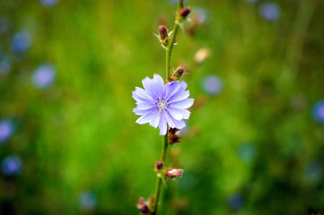 Beautiful flower blooms on a branch