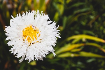 White flower on a summer day. Natural light. Close up macro view.