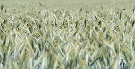 Getreidefeld Roggen Weizen