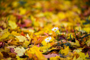 Beautiful autumn nature with colorful leaves