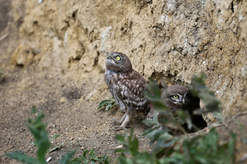 The little owl chicks are photographed in different funny situations after leaving the nest. They study the world around them with curiosity.