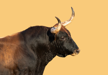 A bull with horns in Spain. The front part of the muscular animal can be seen from the side. The bull is isolated against a yellow background.