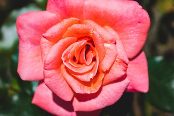 Pink flower on a summer day. Natural light. Close up macro view.