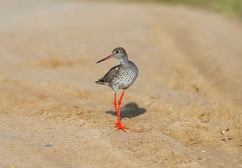 Close-up and detailed photo of the common redshank or simply redshank (Tringa totanus) stands on the ground and looks at the photographer. Bright colors and breeding plumage details