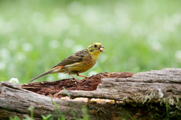 yellowhammer (Emberiza citrinella) close-up shot at different branches and logs from close range. Bright colors and detailed photos
