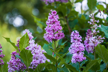 lush bunches of blooming lilacs in the city Park in late spring