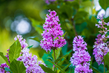 lush bunches of blooming lilacs in the city Park in late spring
