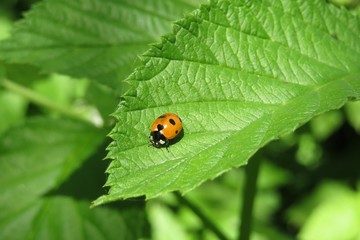 Ladybug on green leaf in the garden, closeup