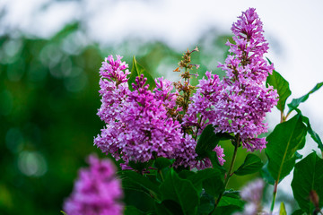 lush bunches of blooming lilacs in the city Park in late spring