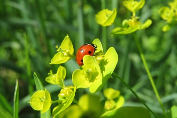 Ladybug on a beautiful spurge flowers in the meadow, closeup