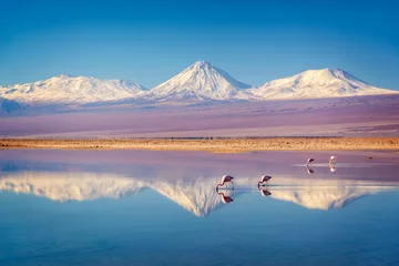 Abwaschbare Fototapete Reflection Verschneiter Vulkan Licancabur in den Anden, der sich im Wasser der Laguna Chaxa mit Andenflamingos, Atacama Salar, Chile spiegelt