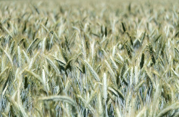 Getreidefeld Roggen Weizen