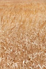 Wheat field with grass feathers