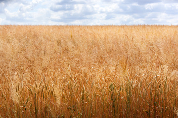 Wheat field with grass feathers