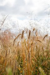 Fototapeta premium Wheat field with grass feathers