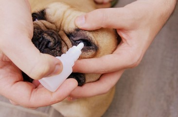 soigner les yeux de son chien ave un collyre