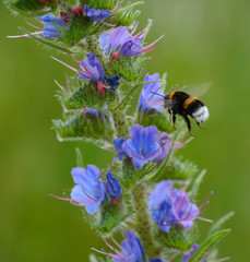 Hummel am Natternkopf