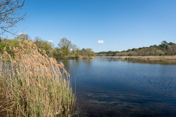 ANDERNOS - ARES (Bassin d'Arcachon, France), site naturel de Saint-Brice