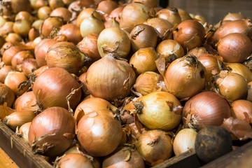 fresh harvest of onions on the supermarket counter