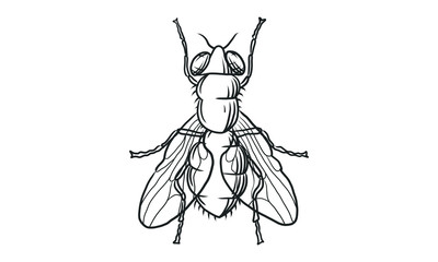 Vector lineart illustration of  flies on white background, hand drawn top view  flies insect sketch