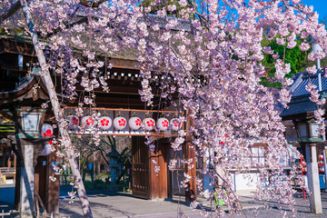 京都　平野神社の桜 