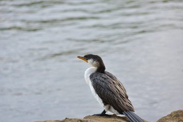 Little Pied Cormorant resting on rock