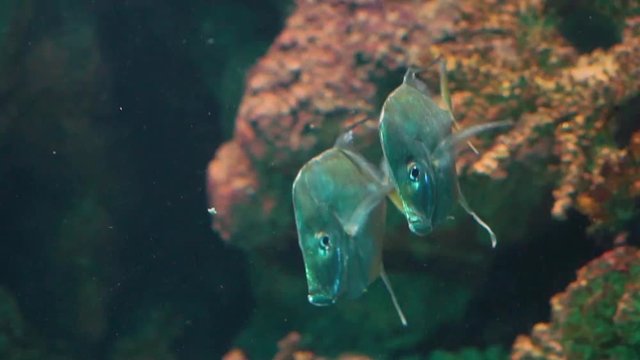 couple of lookdown fishes swimming together in the water, funny silver flat fish, tropical specie from the atlantic ocean