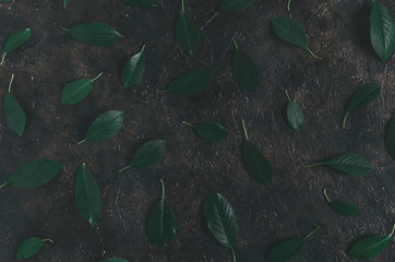 Fallen dark green foliage on the old,concrete, rustic floor.