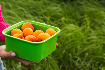 Female hands hold a bowl with ripe apricots on a summer day on a background of grass. Space for text