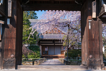 京都　上品蓮台寺の桜　