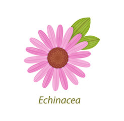 Echinacea leaf healthy medicinal plant white isolated. - obrazy, fototapety, plakaty