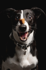 Portrait of Funny Black and white collie sheep Dog opened mouth Catching treat on Isolated Black Background, front view