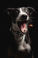 Portrait of Funny Black and white collie sheep Dog opened mouth Catching treat on Isolated Black Background, front view