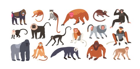 Collection of cute funny exotic monkeys and apes isolated on white background. Set of adorable tropical animals or primates. Bundle of endangered species. Flat cartoon colorful vector illustration.