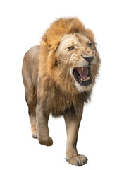 Obraz na płótnie Canvas male lion walking isolated on white background