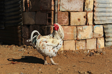 White rooster at a yard of an African farm - farm animals