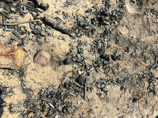 Extinct bonfire, charred branches, ash. 
