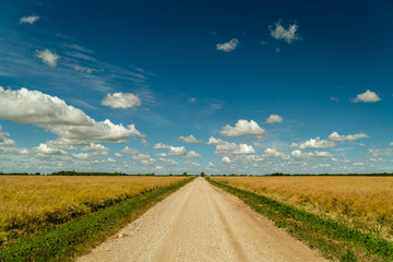 Dirt road surrounded by agricultural fields with nice blue sky in background