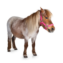 Brown with white Shetland pony, standing side ways. Looking straight ahead. Isolated on a white background.