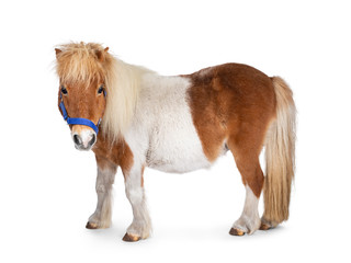 Brown with white piebald Shetland pony, standing side ways. Head turned towards camera. Isolated on...