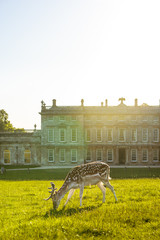Deer Outside Old Country Estate House