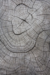 Fototapeta premium The surface of an old tree.