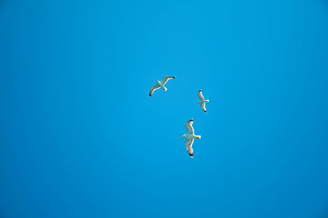 Seagulls flying in clear sky